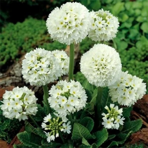 Denticulata White